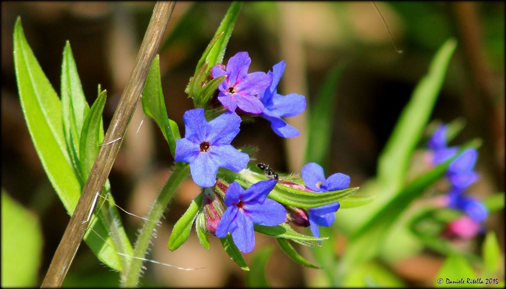 Buglossoides purpurocaerulea